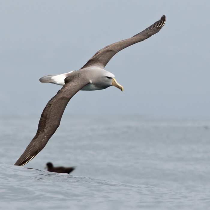 Salvin's Albatross - Lars Petersson | My World of Bird Photography