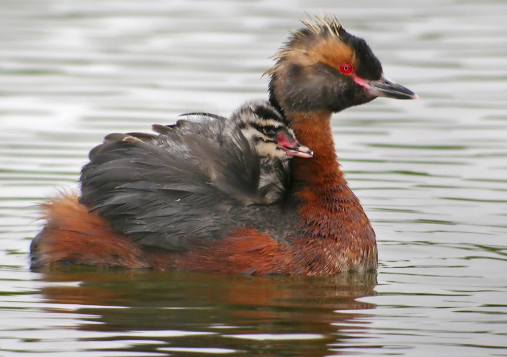Horned Grebe - Lars Petersson | My World of Bird Photography