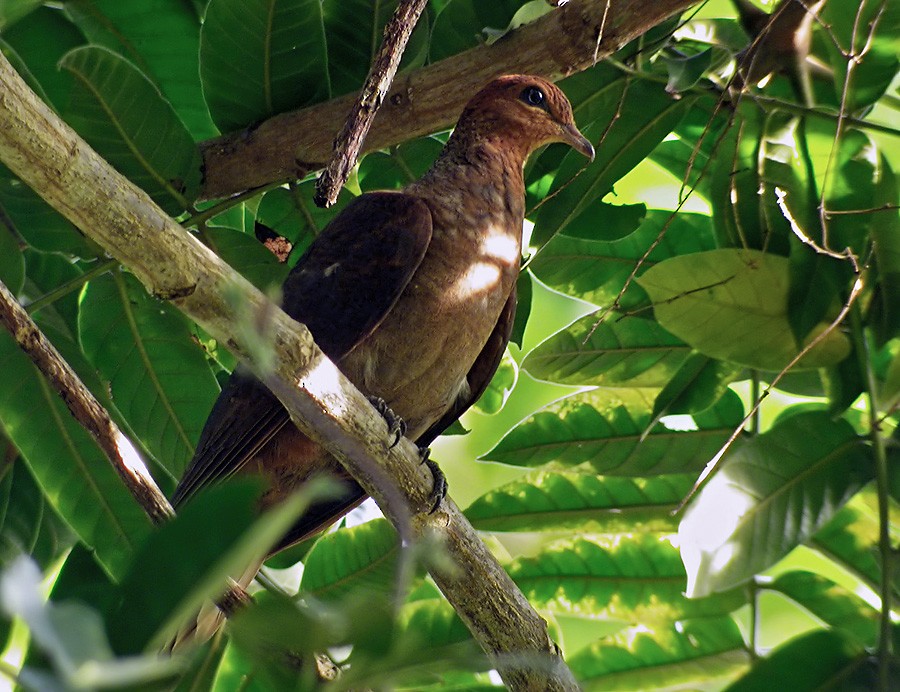 Andaman Cuckoo-Dove - ML206011891
