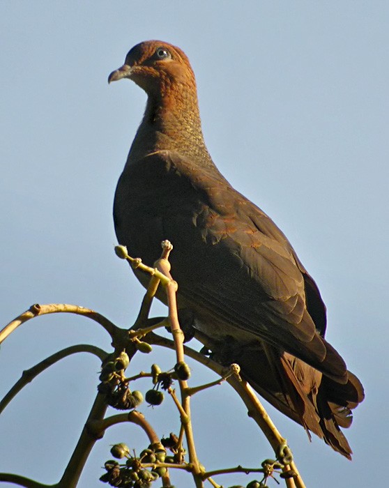 Andaman Cuckoo-Dove - ML206011901