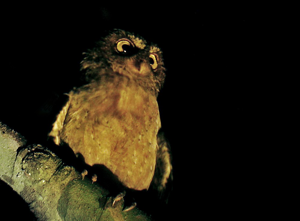 Andaman Scops-Owl - ML206011921