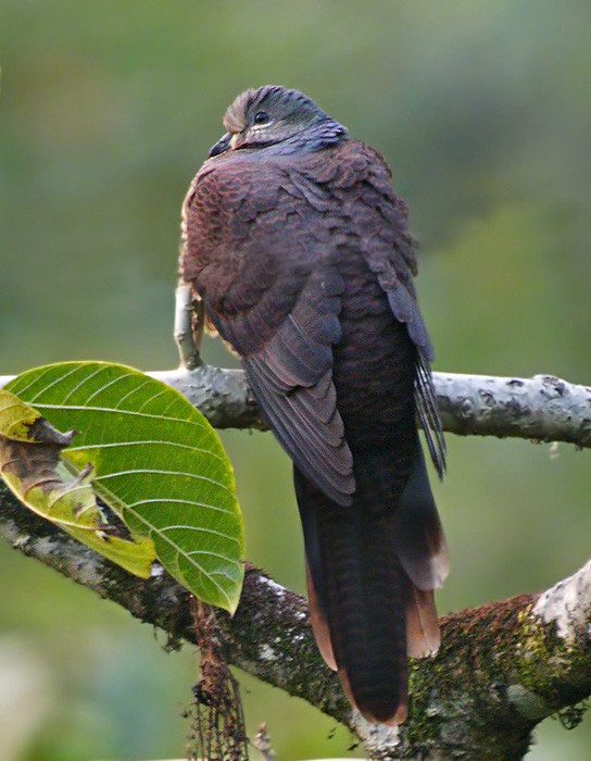Barred Cuckoo-Dove - ML206011971