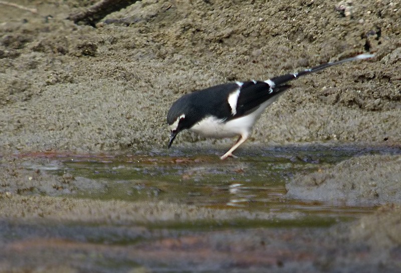 Black-backed Forktail - Lars Petersson | My World of Bird Photography