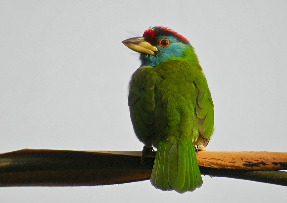 Blue-throated Barbet - Lars Petersson | My World of Bird Photography