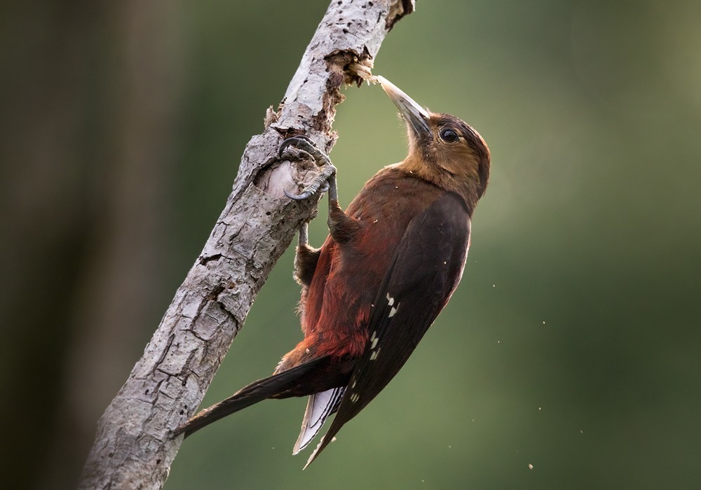 Okinawa Woodpecker - ML206012181