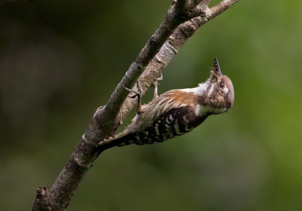Japanese Pygmy Woodpecker - Lars Petersson | My World of Bird Photography