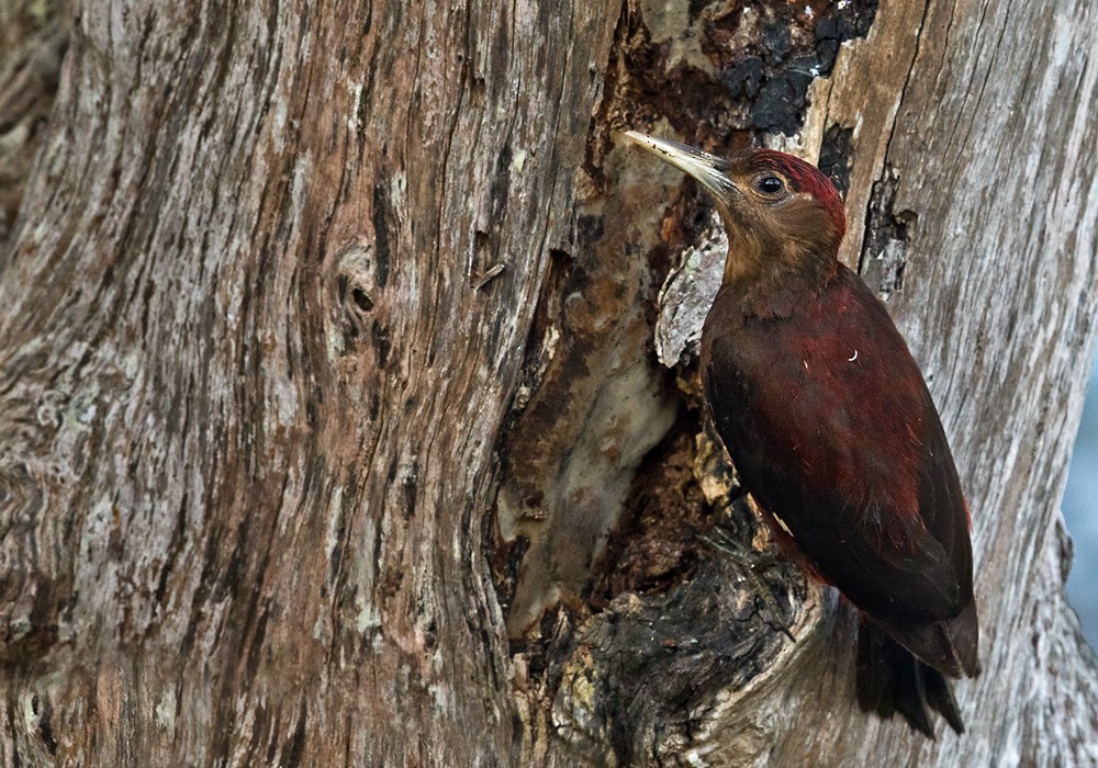 Okinawa Woodpecker - Lars Petersson | My World of Bird Photography