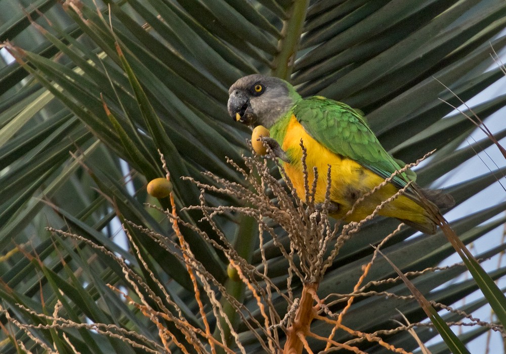 Senegal Papağanı - ML206012591