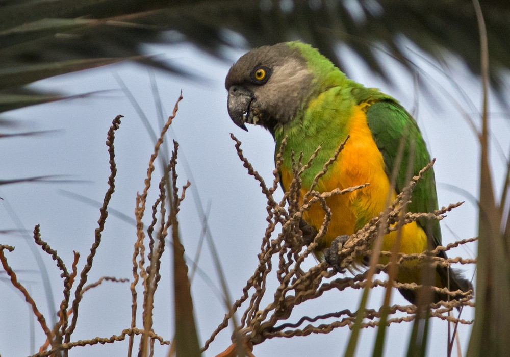 Senegal Parrot - Lars Petersson | My World of Bird Photography