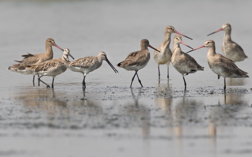 Asian Dowitcher - Lars Petersson | My World of Bird Photography