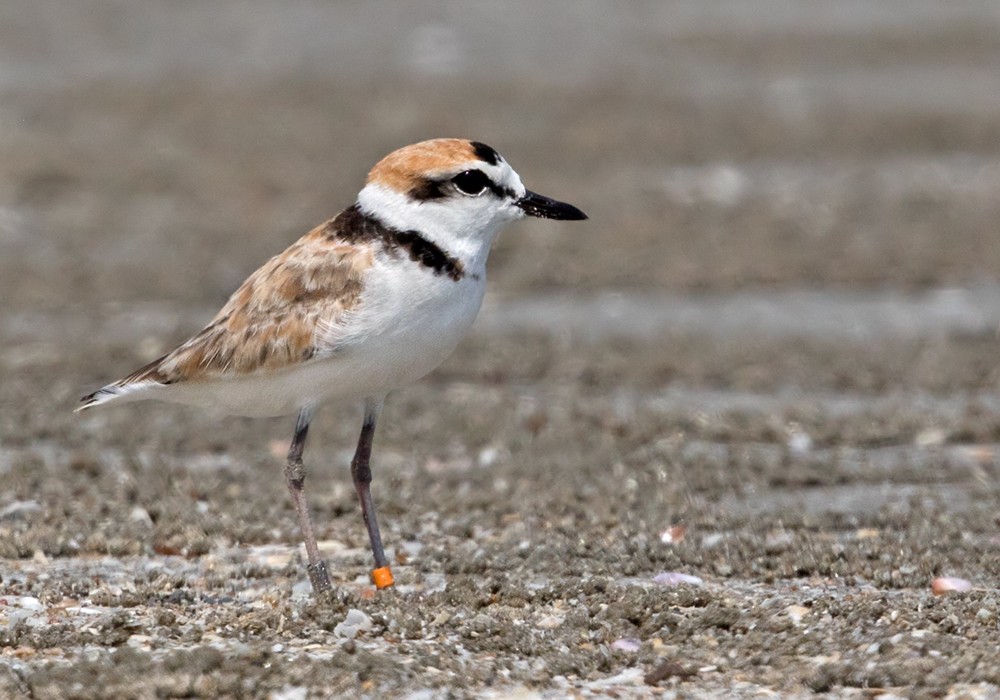 Malaysian Plover - Lars Petersson | My World of Bird Photography