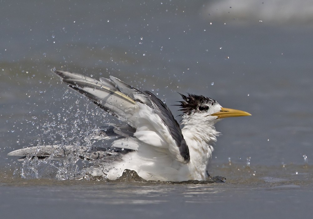 Great Crested Tern - ML206012771