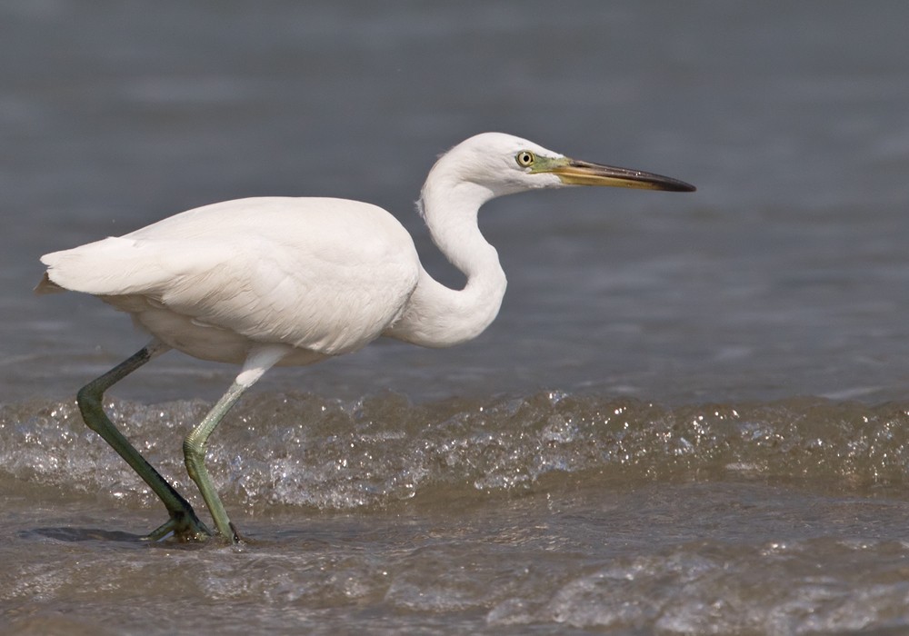 Chinese Egret - Lars Petersson