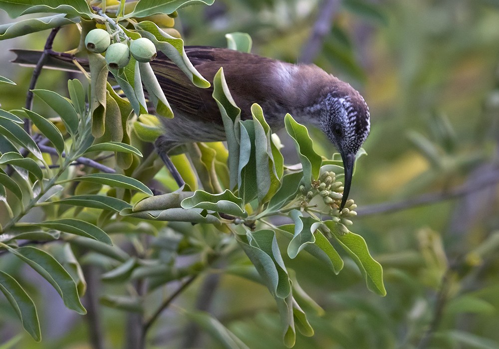 Vanuatu Honeyeater - Lars Petersson | My World of Bird Photography
