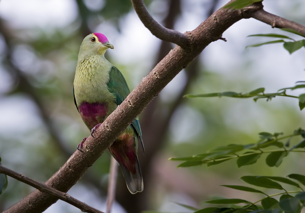 Red-bellied Fruit-Dove - ML206013051