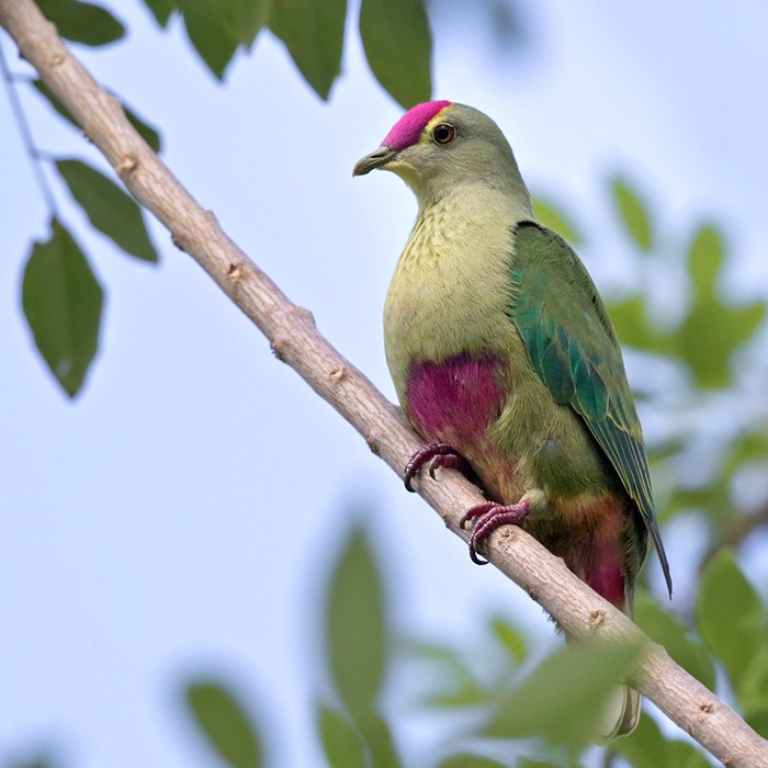 Red-bellied Fruit-Dove - ML206013061