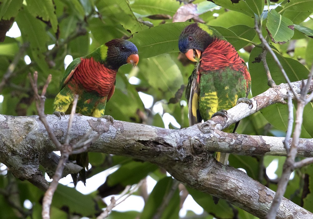 新幾內亞彩虹吸蜜鸚鵡 - ML206013141