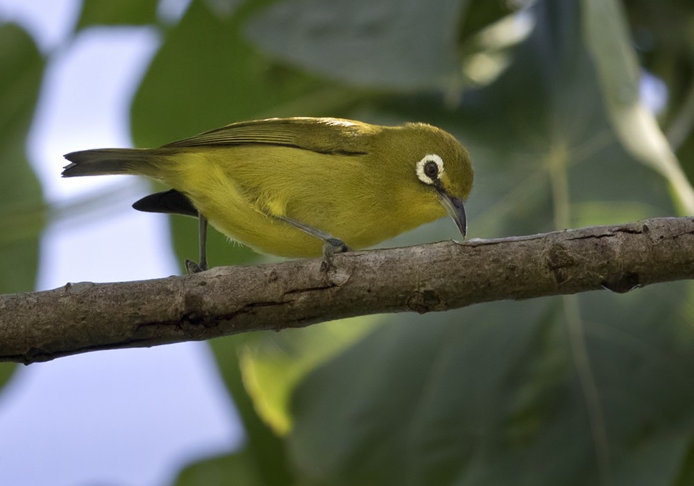 Yellow-fronted White-eye - Lars Petersson | My World of Bird Photography