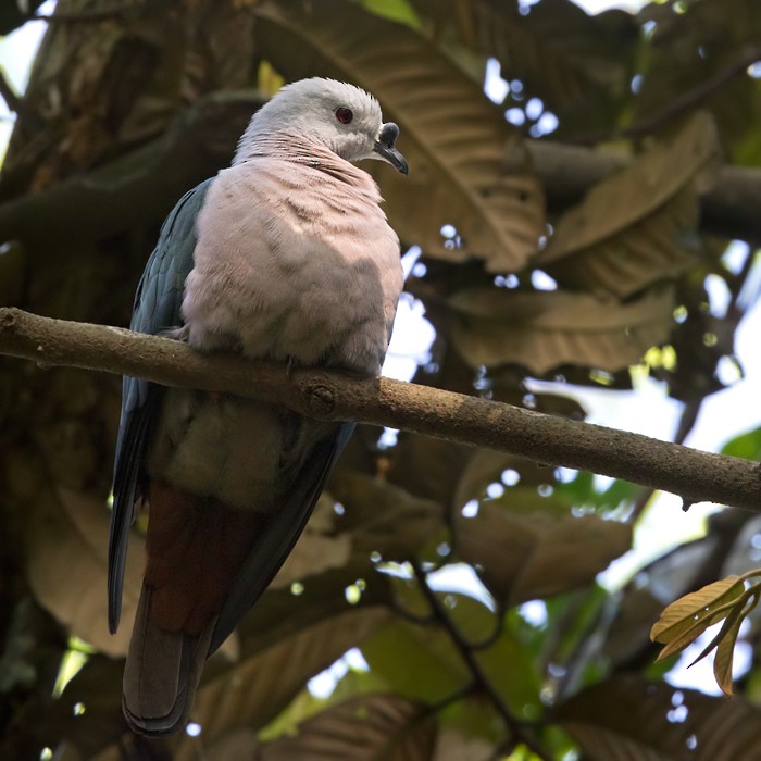 Pacific Imperial-Pigeon - ML206013241