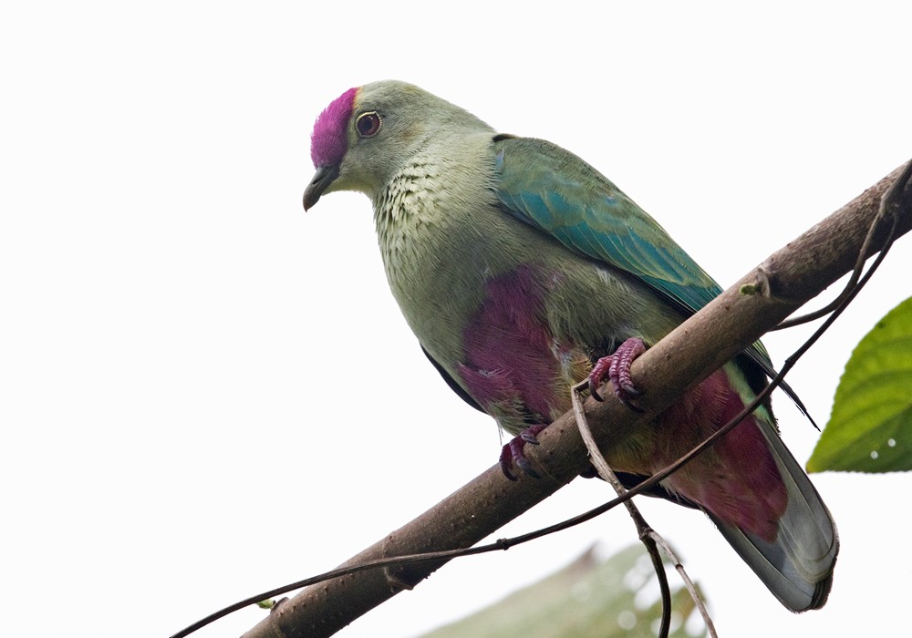 Red-bellied Fruit-Dove - Lars Petersson | My World of Bird Photography