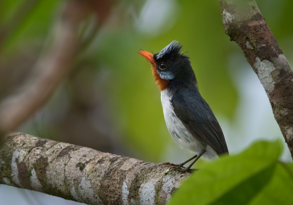 Chestnut-throated Flycatcher - Lars Petersson | My World of Bird Photography