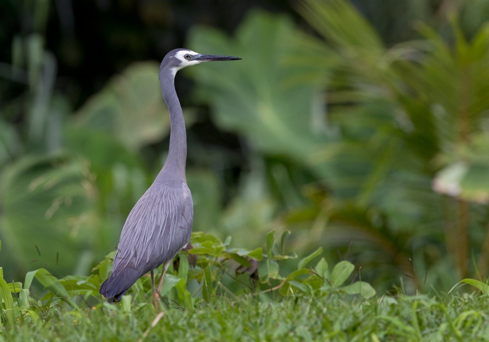 White-faced Heron - Lars Petersson | My World of Bird Photography