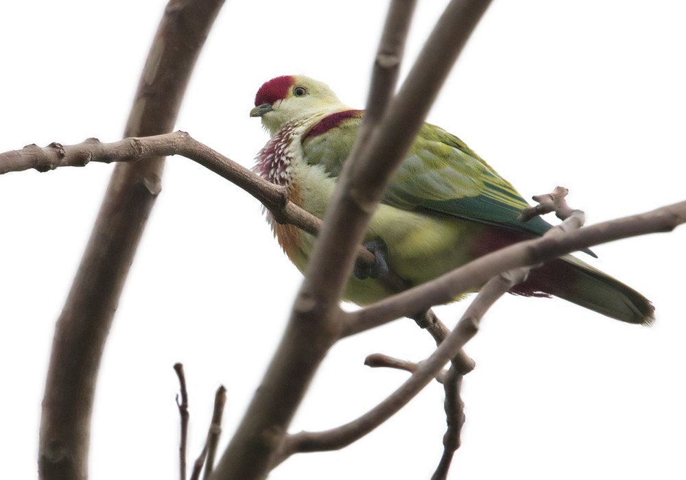 Many-colored Fruit-Dove - ML206013371