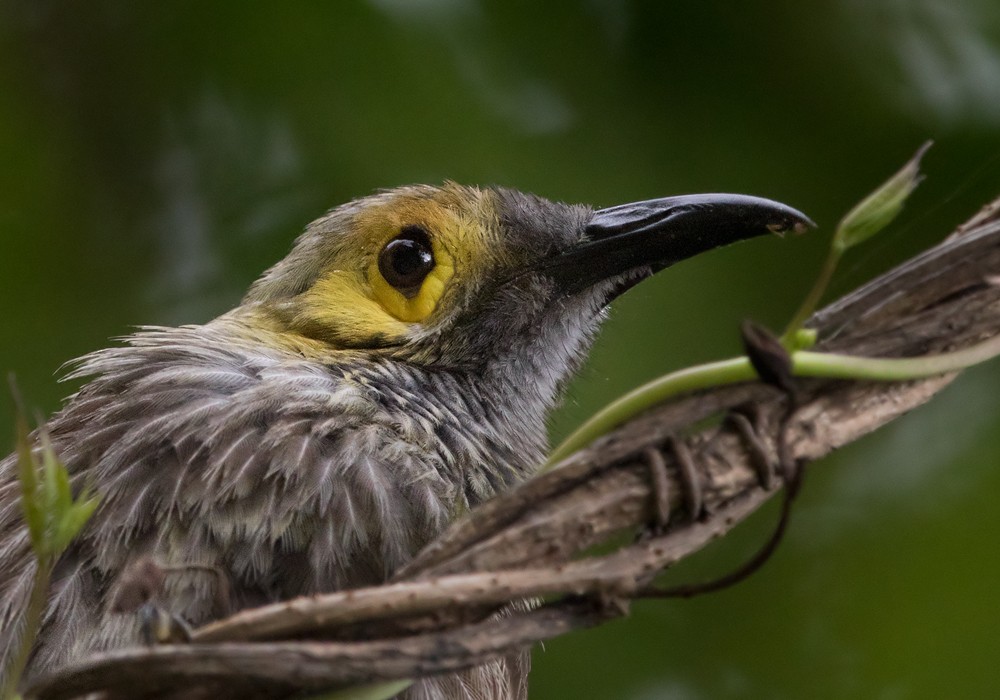 Kadavu Honeyeater - Lars Petersson | My World of Bird Photography