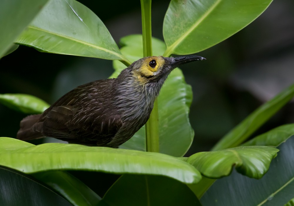 Kadavu Honeyeater - Lars Petersson | My World of Bird Photography