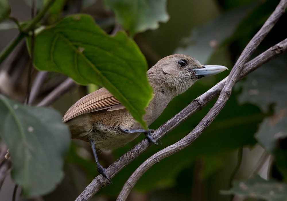 Black-throated Shrikebill - Lars Petersson | My World of Bird Photography