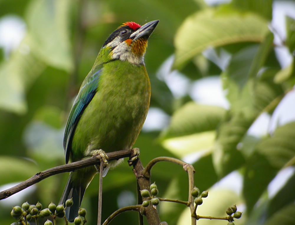 Golden-throated Barbet - Lars Petersson | My World of Bird Photography