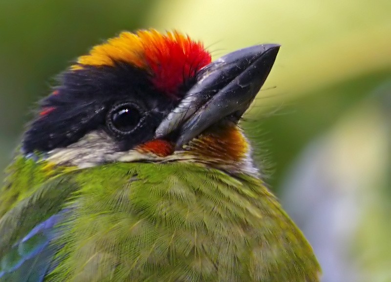 Golden-throated Barbet - Lars Petersson | My World of Bird Photography