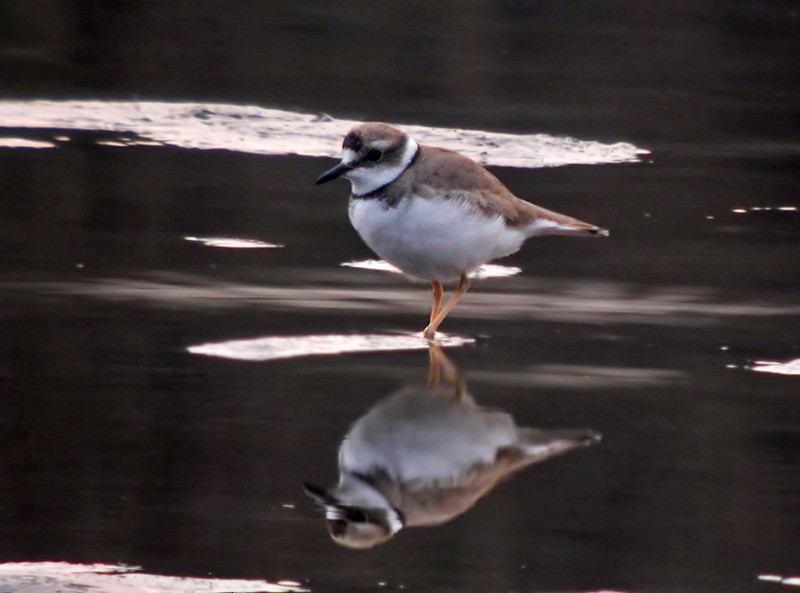 Long-billed Plover - Lars Petersson | My World of Bird Photography
