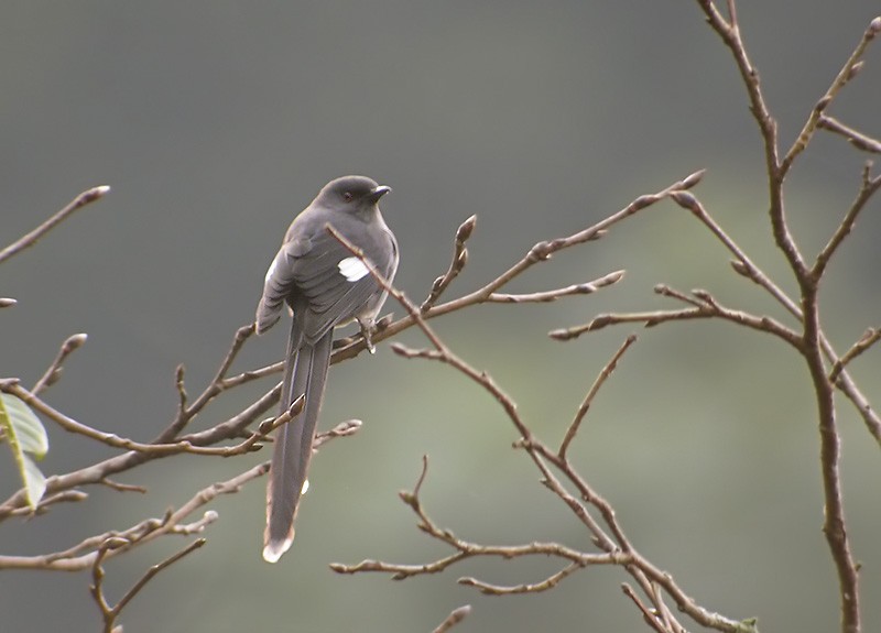 Long-tailed Sibia - Lars Petersson | My World of Bird Photography