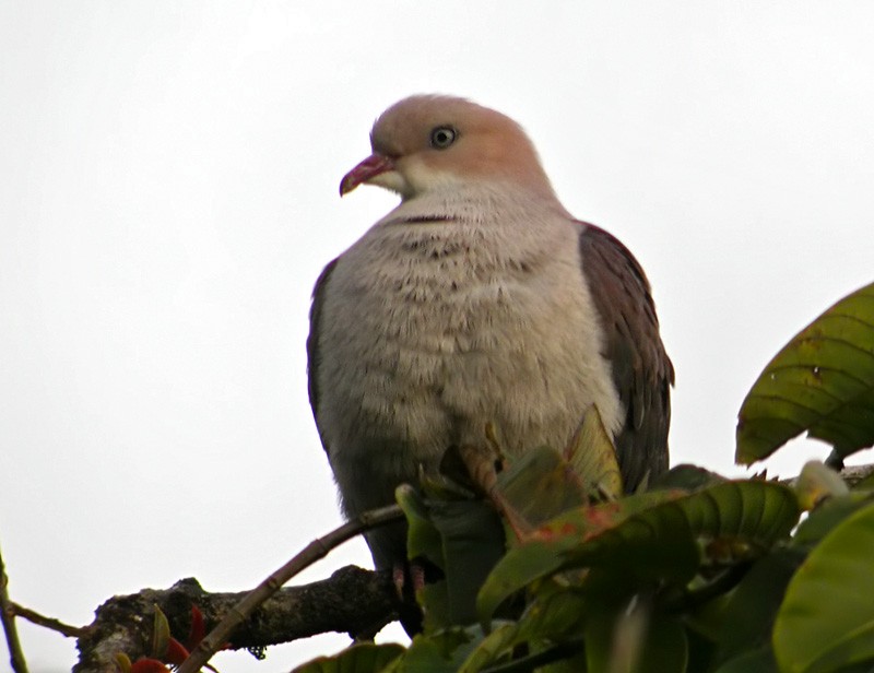 Mountain Imperial-Pigeon - ML206013821