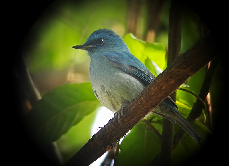 Pale Blue Flycatcher - Lars Petersson | My World of Bird Photography