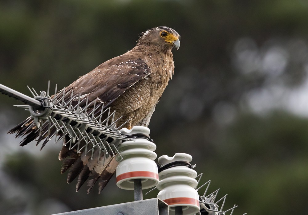 Crested Serpent-Eagle (Ryukyu) - Lars Petersson | My World of Bird Photography