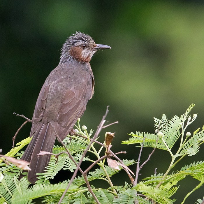 Brown-eared Bulbul - Lars Petersson | My World of Bird Photography