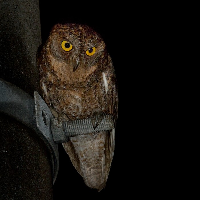 Ryukyu Scops-Owl - Lars Petersson | My World of Bird Photography