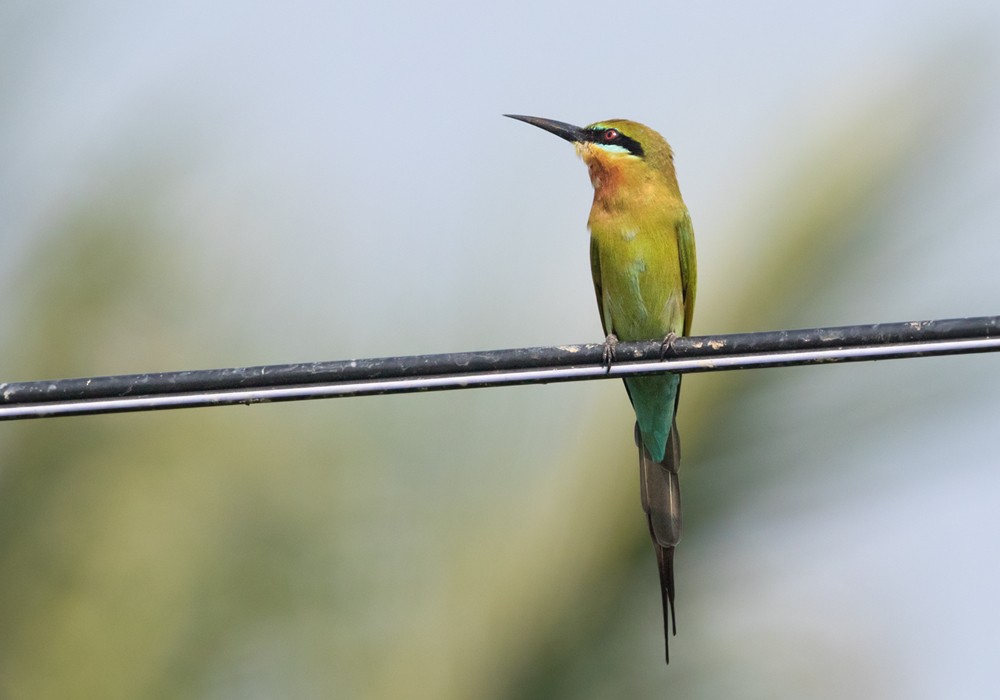 Blue-tailed Bee-eater - ML206014201