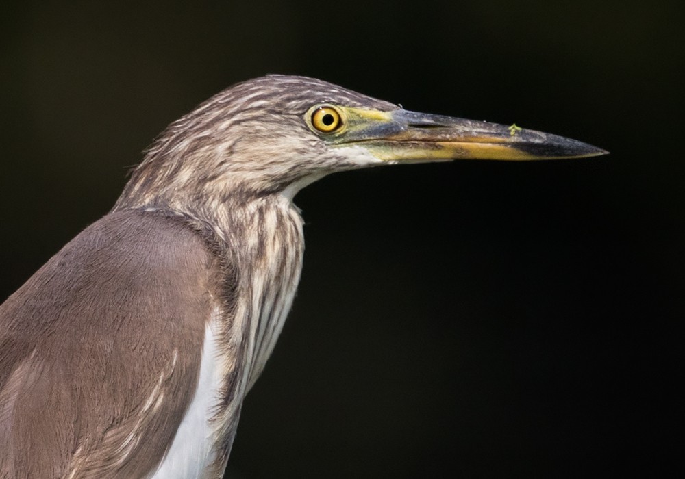 pond-heron sp. - Lars Petersson | My World of Bird Photography