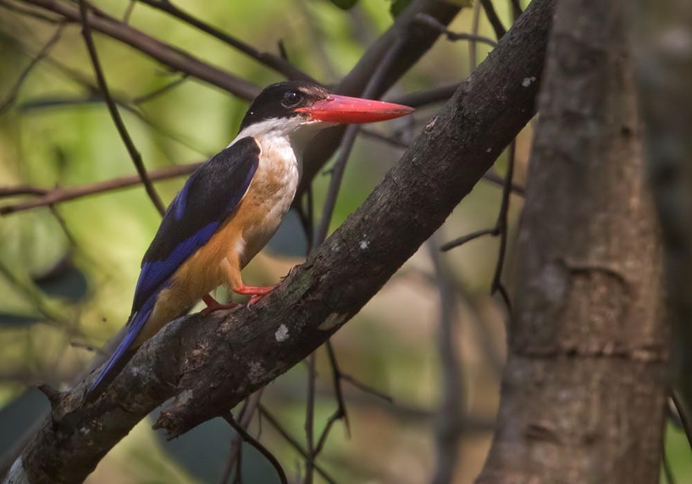 Black-capped Kingfisher - Lars Petersson | My World of Bird Photography
