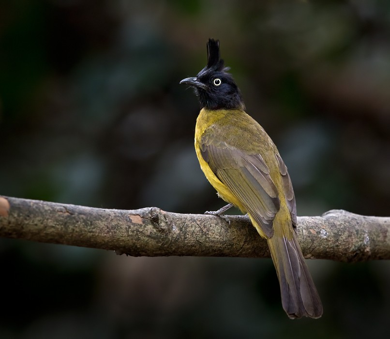 Black-crested Bulbul - Lars Petersson | My World of Bird Photography