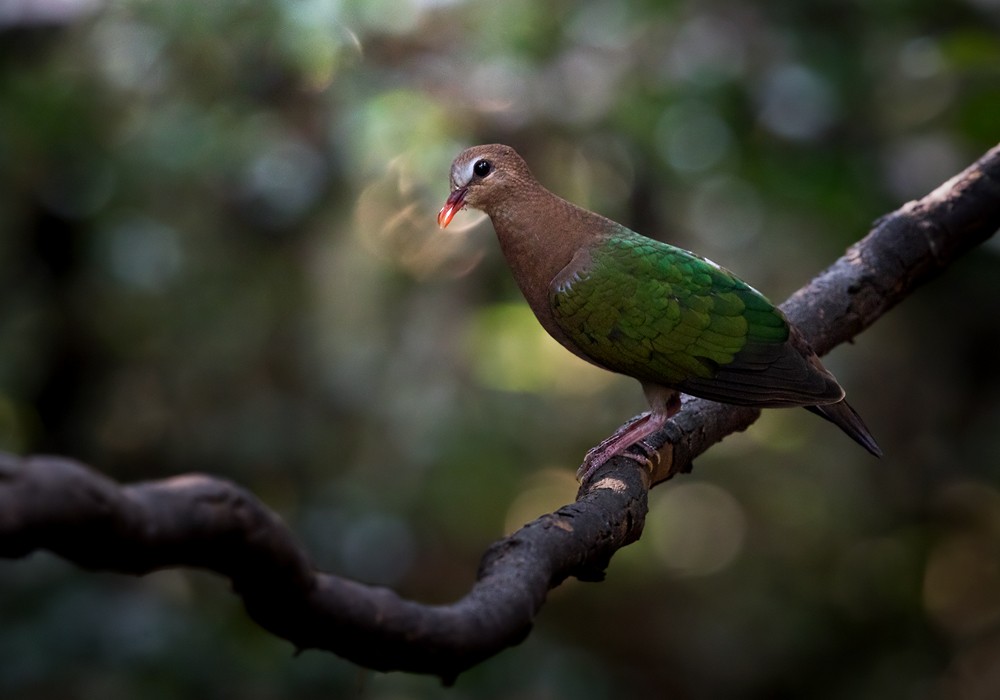 Asian Emerald Dove - Lars Petersson | My World of Bird Photography