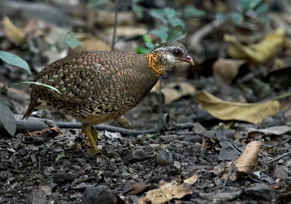 Scaly-breasted Partridge (Green-legged) - ML206014421
