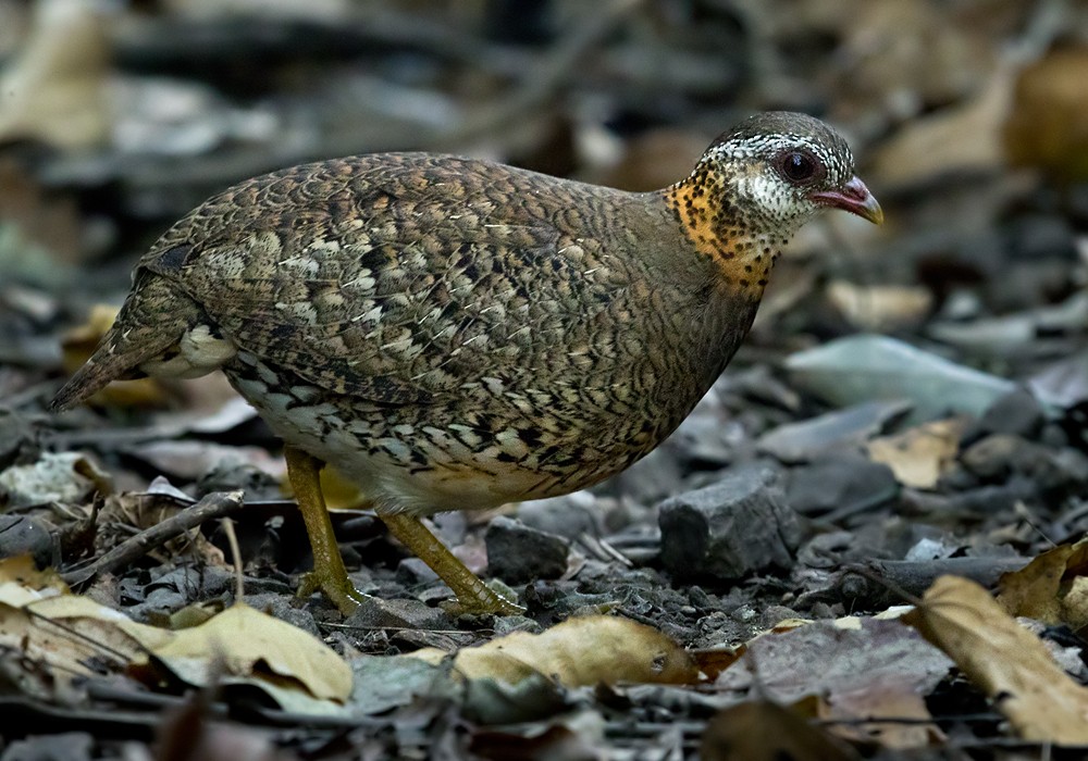 Scaly-breasted Partridge (Green-legged) - ML206014431