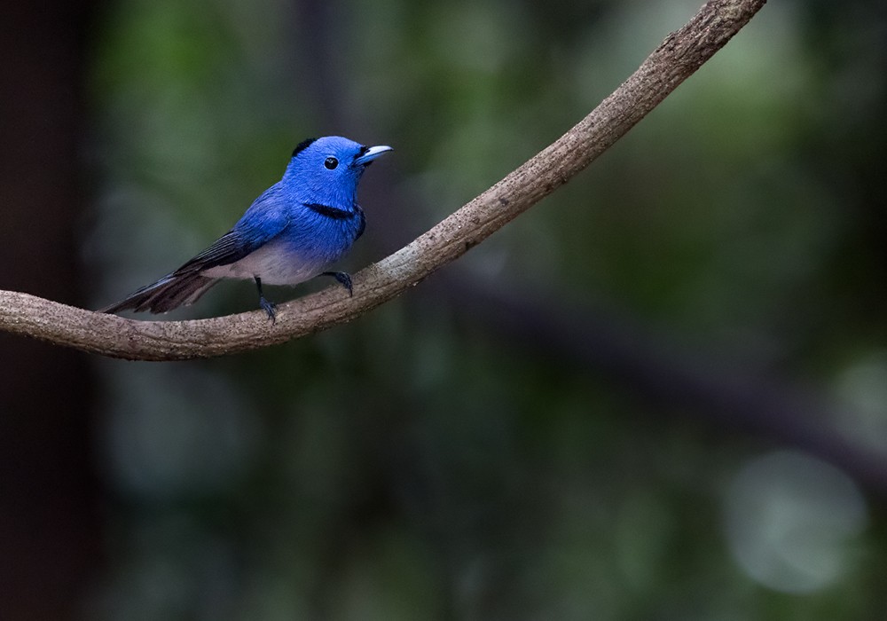 Black-naped Monarch - Lars Petersson | My World of Bird Photography