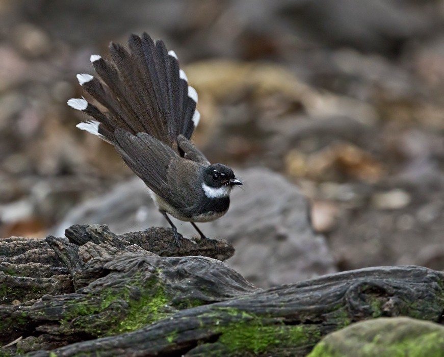 Malaysian Pied-Fantail - Lars Petersson | My World of Bird Photography