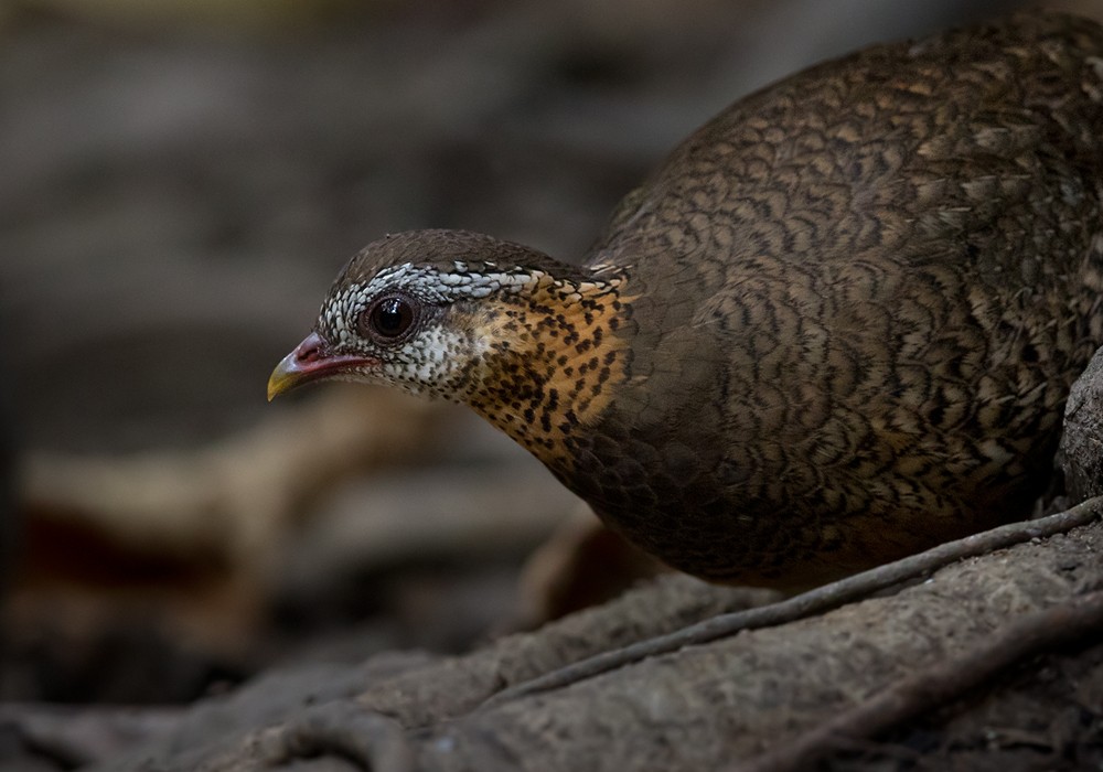 Scaly-breasted Partridge (Green-legged) - ML206014481