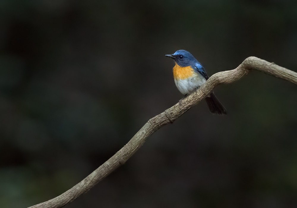 Chinese Blue Flycatcher - Lars Petersson | My World of Bird Photography